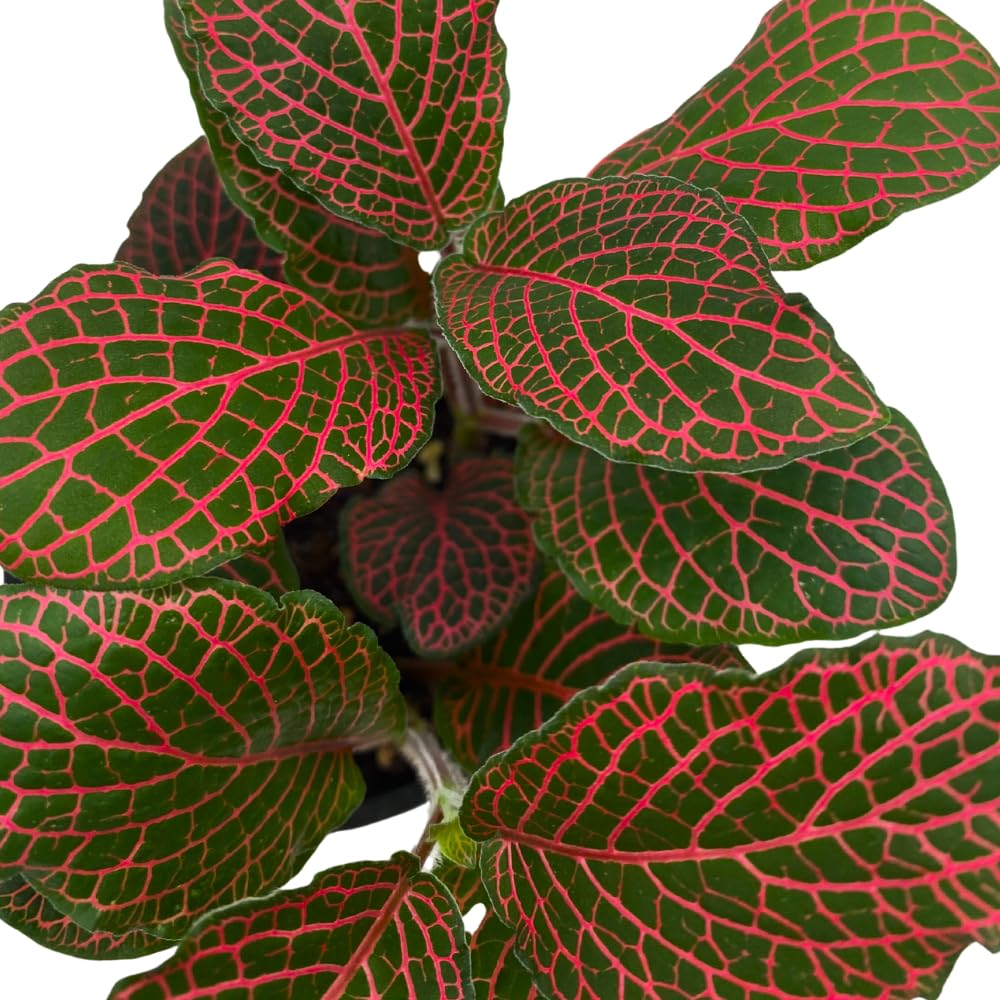 BubbleBlooms Red Nerve Plant, Fittonia Verschaffeltii, Ruby Red Mosaic Plant in a 4 inch Pot