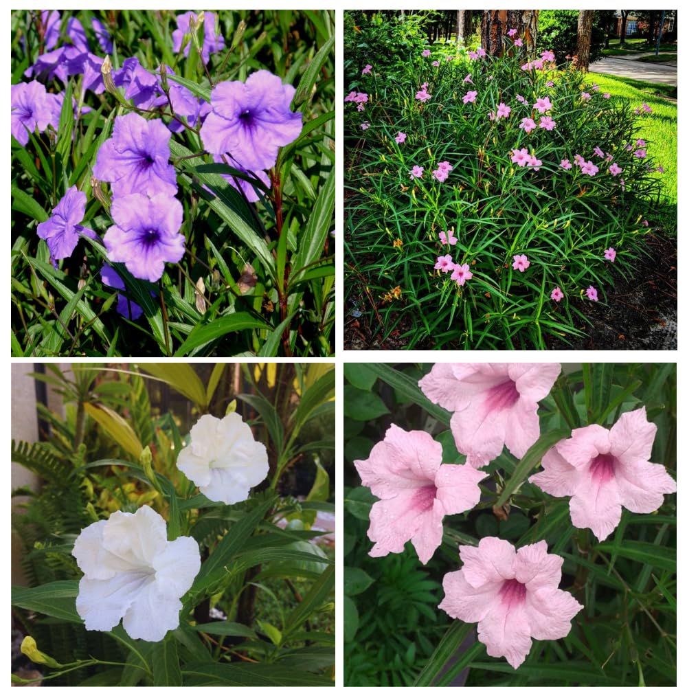 Set 3 of Mix Mexican Petunia Live Plants, Petunia Flower Plants Live Shrub Plant
