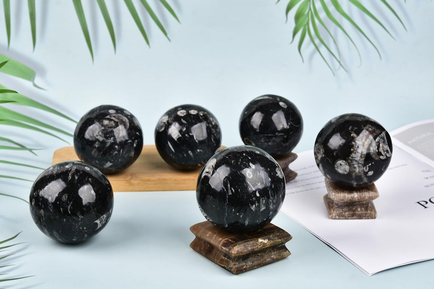 AMOYSTONE Large Orthoceras Fossil Divination Sphere for Collector Gift