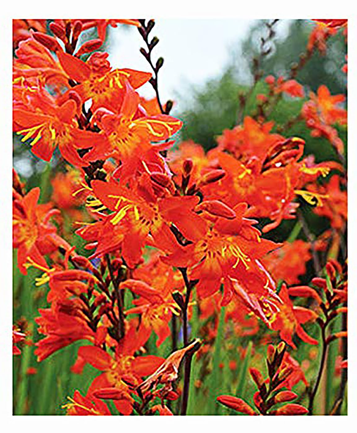 5 Lucifer Crocosmia Blubs - Grows 30-48" Tall.
