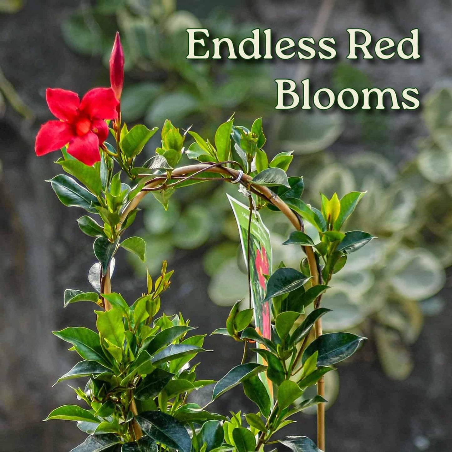 Tropical Plants of Florida Red Dipladenia Trellis Live Plant - 1 Gallon 18 to 20 Inch Tall Tropical Flowering Vine Hoop Support Indoor Outdoor Patio Plant