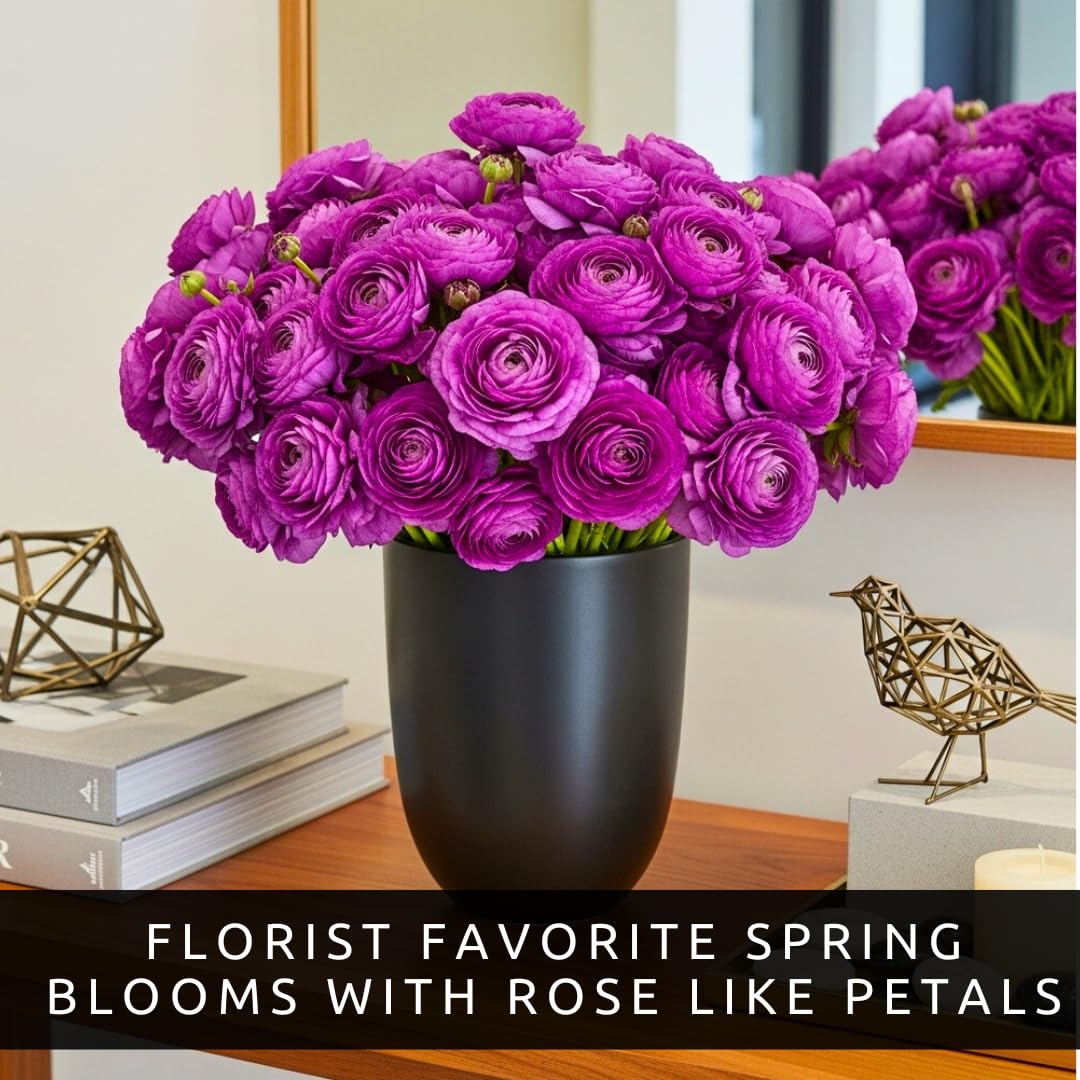 Purple Ranunculus Bulbs for Planting – 20 Large Healthy Corms – Rich Purple, Rose-Like Blooms – Easy to Grow, Long-Lasting Flowers for Gardens, Containers & Cut Arrangements