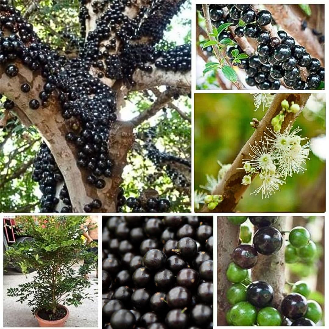 1 Years Old Black Jaboticaba Tree Live Plant No Pot, 1 Feet Tall, Well-Rooted and Fast-Growing Brazilian Jabuticaba Grapetree