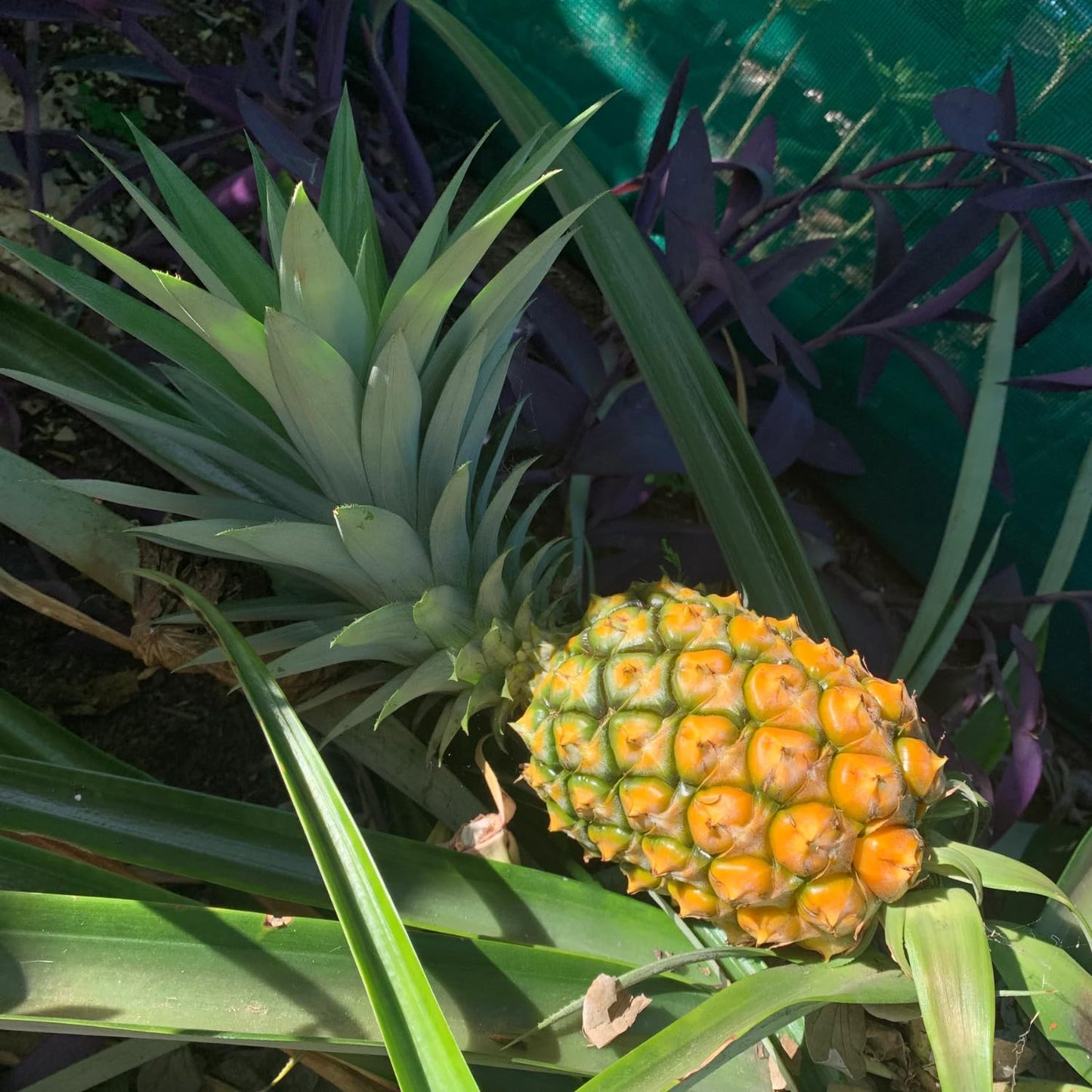 4 Sugarloaf Pineapple Fruit Trees Live Plants, Pineapple Seedlings for Backyard Gardening, Pineapple Plants Live