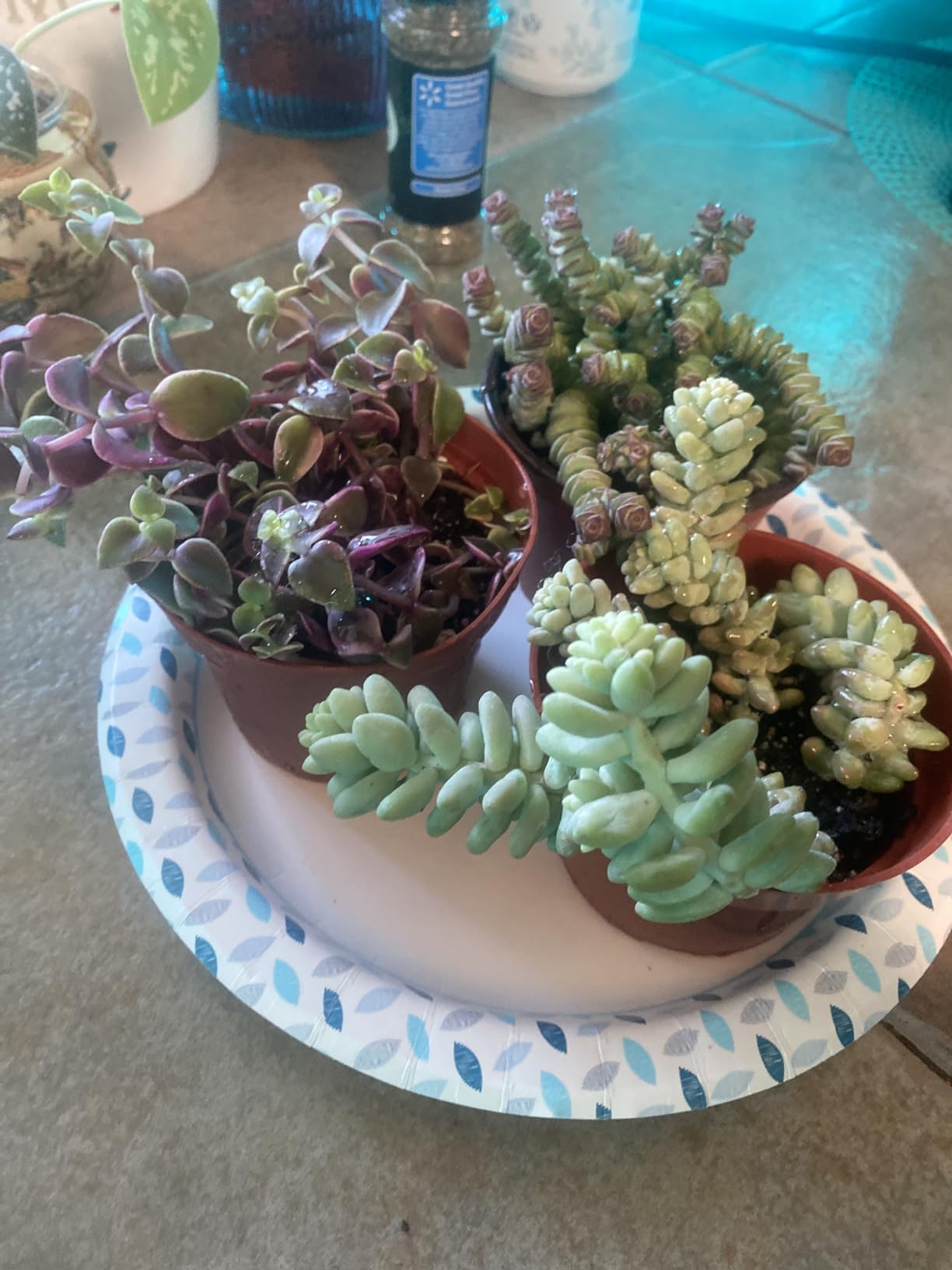 Sprout N Green Calico Kitten, Live Succulent Crassula Pellucida Variegata Fully Rooted in 4" Pot, Trailing Plant for Home Holiday Wedding Garden Hanging Decor, DIY Projects, Party Favor