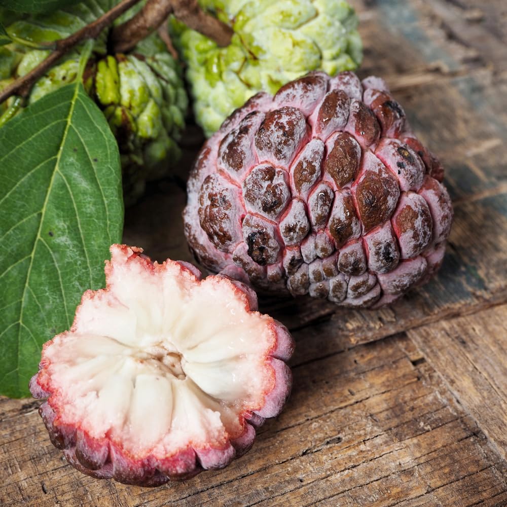 Red Sugar Apple Tree, 3 Gallon Pot, 2-3 Ft Red Grafted Sugar Apple Tree Live Plant for Planting Outdoor Garden, Well Rooted, No Ship to CA