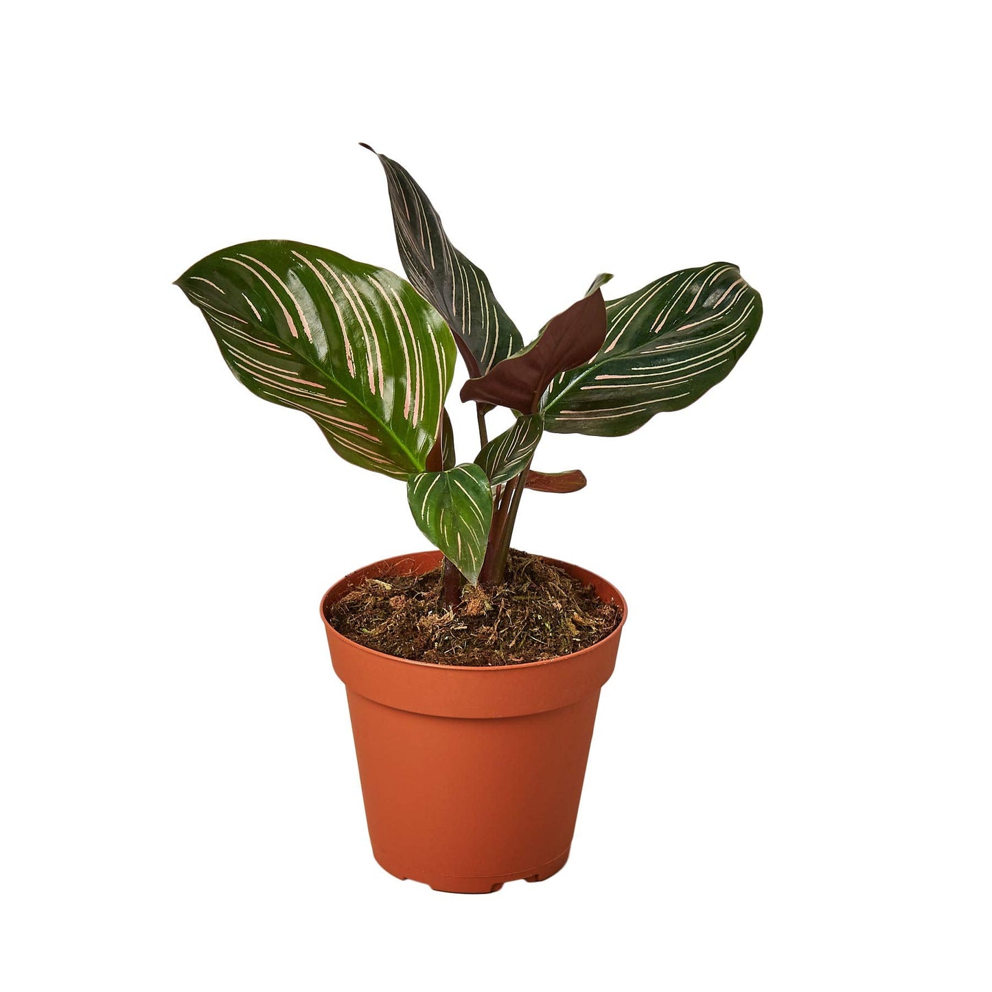 Calathea 'Ornata' | Live Plant for Indoor & Outdoor | for Living Room, Office, Bathroom | (4" Pot)
