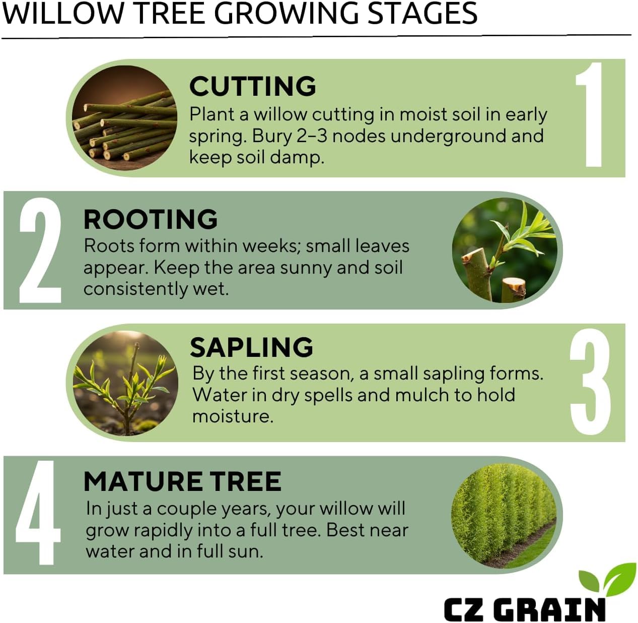 Flame Willow Tree Cuttings for Planting – Bright Red & Orange Stems – Fast Rooting Willow for Colorful Landscaping, Privacy & Winter Interest (10 Trees)