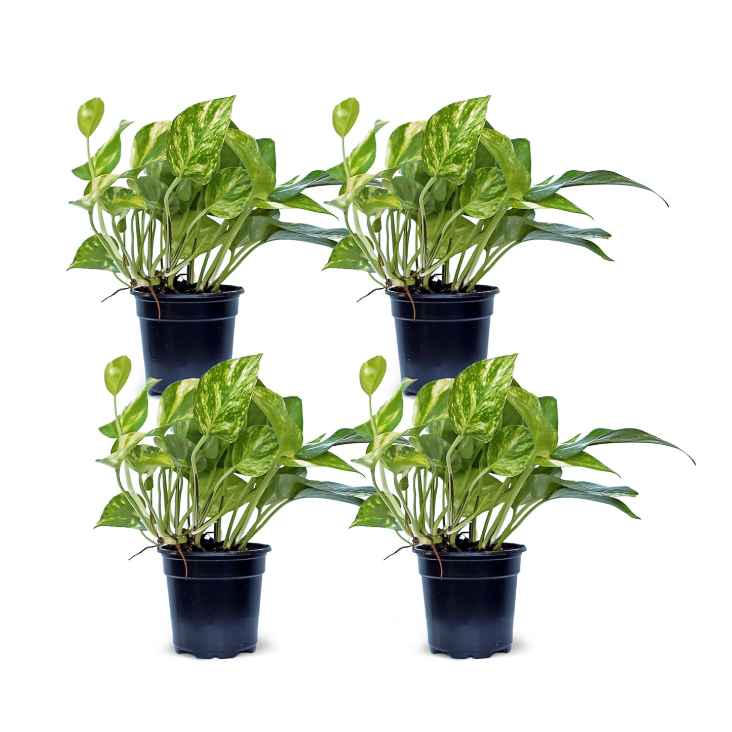 4 Pack Live Golden Pothos, Devil's Ivy Vine, Indoor Trailing Houseplant, Variegated Potted Plant, Sympathy Gift, Live Decor, Birthday Gift, Office Gift, Housewarming Gift in 4" Pot