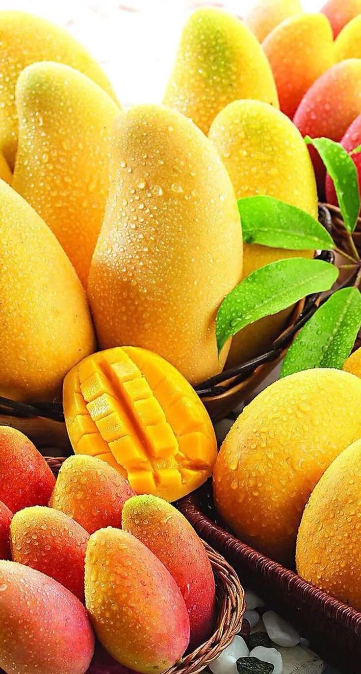 Live Plant - Grafted Mango Tommy Atkins 2-3 ft