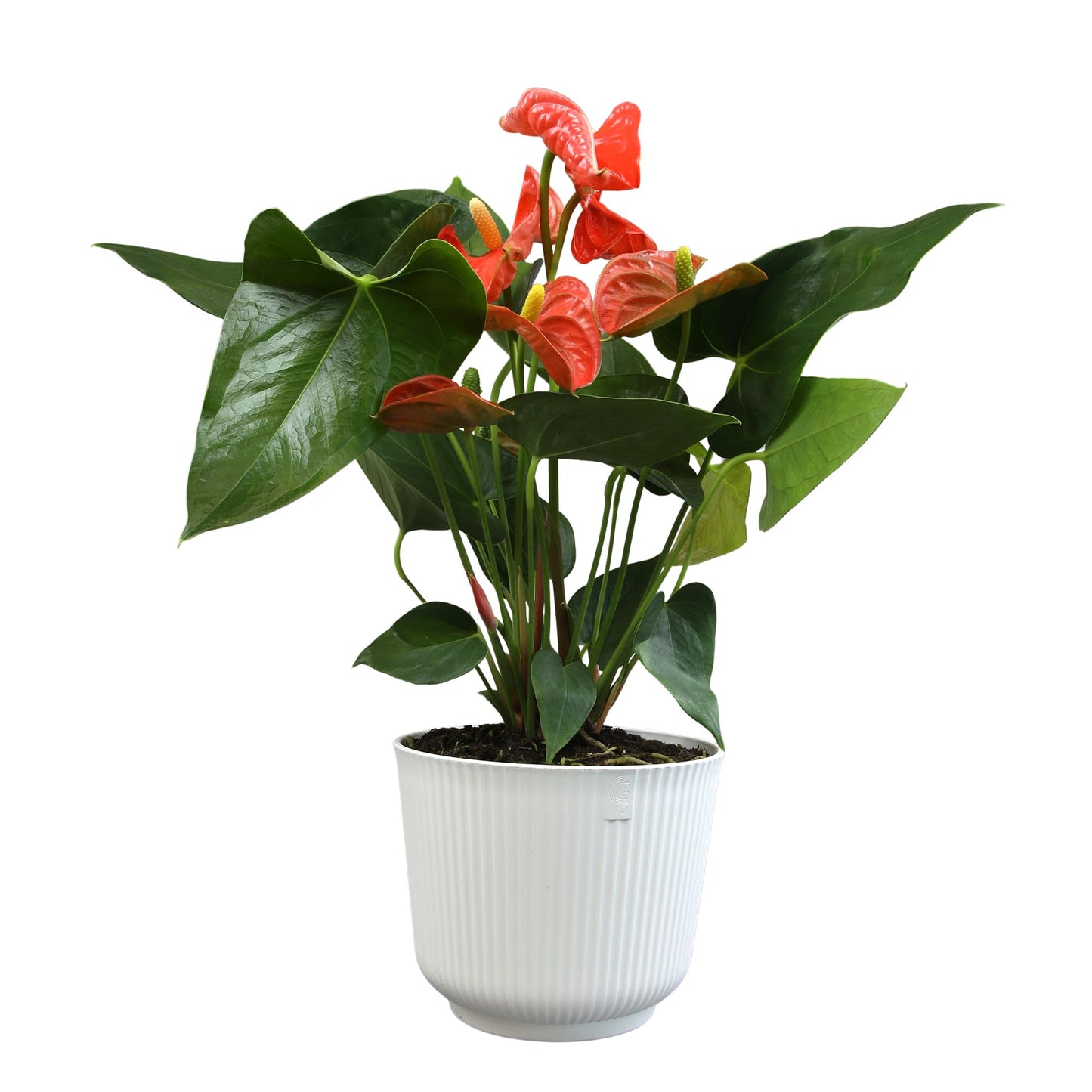 Orange Anthurium Live Plant Decor (Approx. 16-19" Tall), Real Flowers/House Plants in 6" White Pot, Floral Air Purifying Houseplants, Cool & Unique Gifts by Plants for Pets