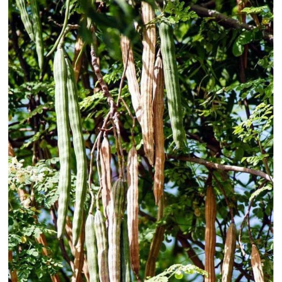 Moringa Tree Plant Live in 4" Pot, Moringa Tree Drumstick Horseradish Oleifera Plant 6-10'' Tall, No CA