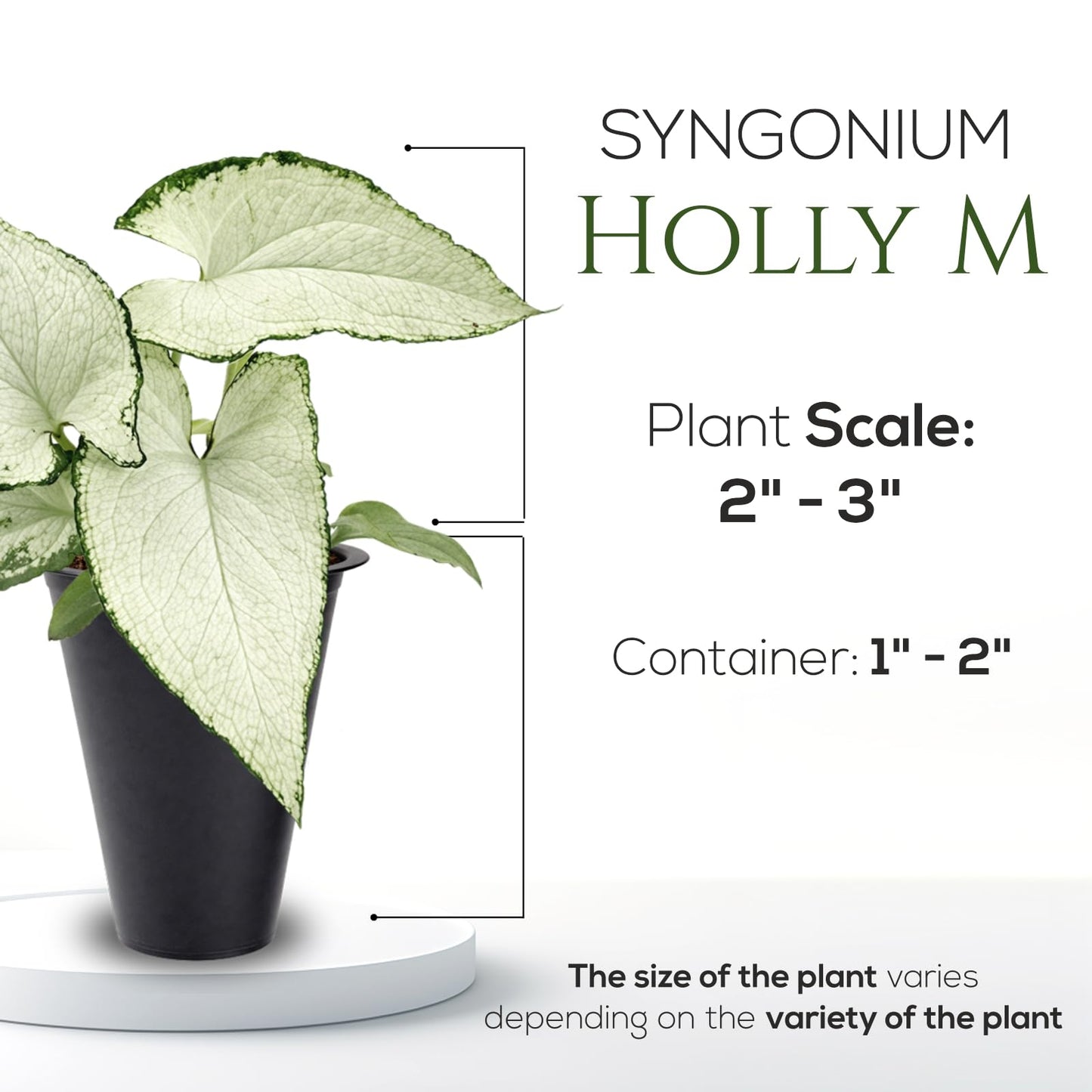Syngonium Holly M (4 Pack) Live Starter Plants, Variegated Arrowhead Vine Houseplants, Easy Care Indoor Tropical Plants Live, Decorative Foliage Plants