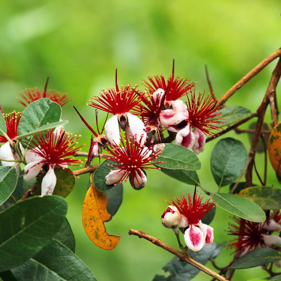 Pineapple Guava Tree Live Plant, 4"-8" in Tall, Well- Rooted Fragant Guava for Gardening, Zones 9-11