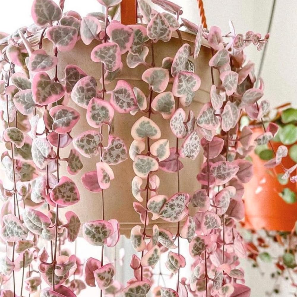 Variegated String of Hearts Plant Live Succulent 4 Inch Pot, Ceropegia Woodii Variegata, Hanging Plant for Home Office Decor, 4-7 Inch Tall