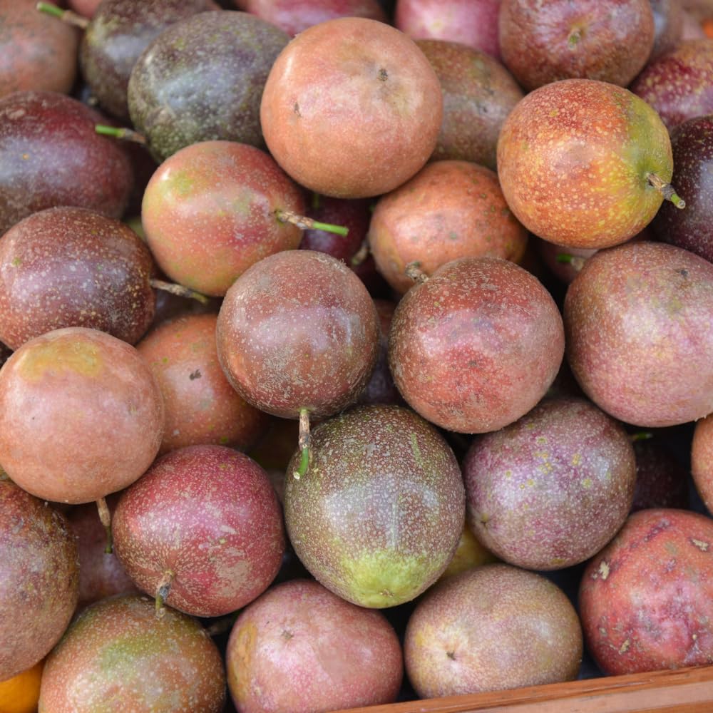 Purple Passion Fruit Live Plant, Passion Fruit Plant Live, Cold Hardy, 1-2 Feet in Height, 1 Gallon Pot for Outdoor Gardening