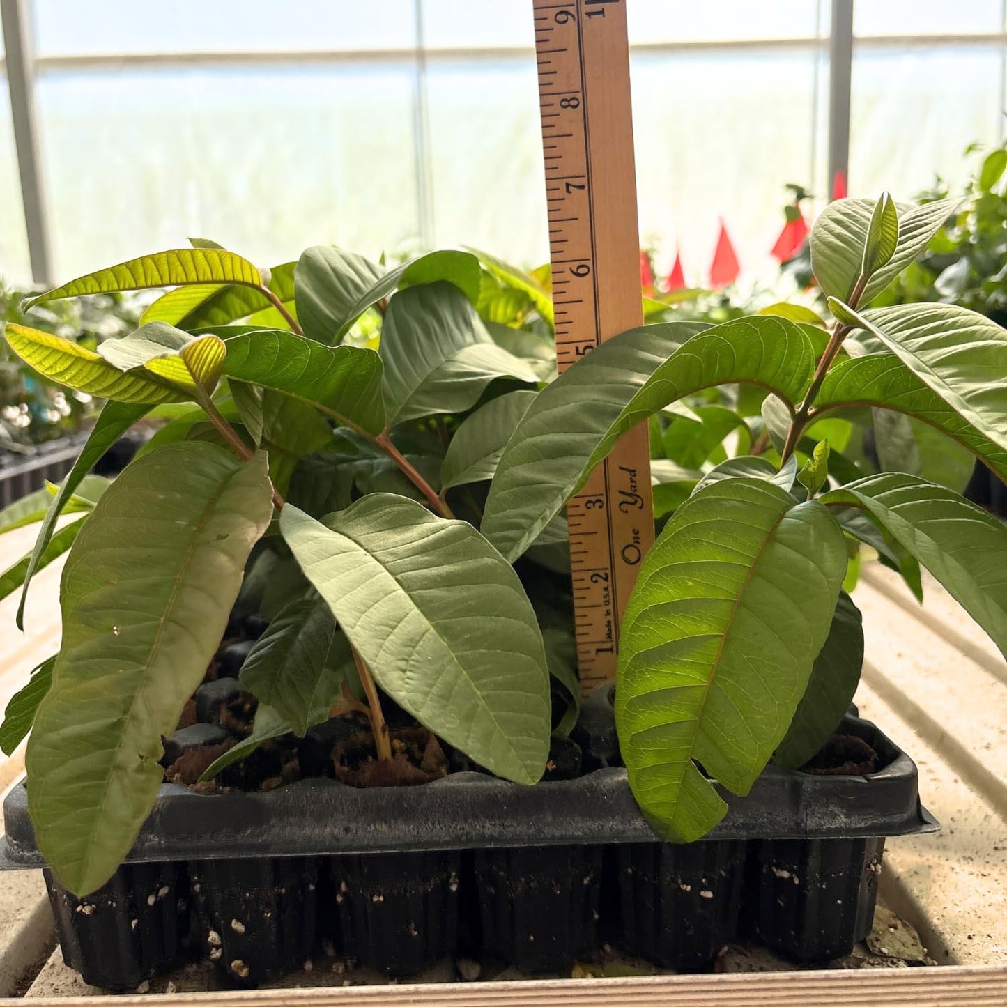 Set 4 Guava Live Plants, Guava Trees, Pink Guava Trees Live Plant, 4"-8" in Tall, Guava Trees Plant Live Guava for Gardening