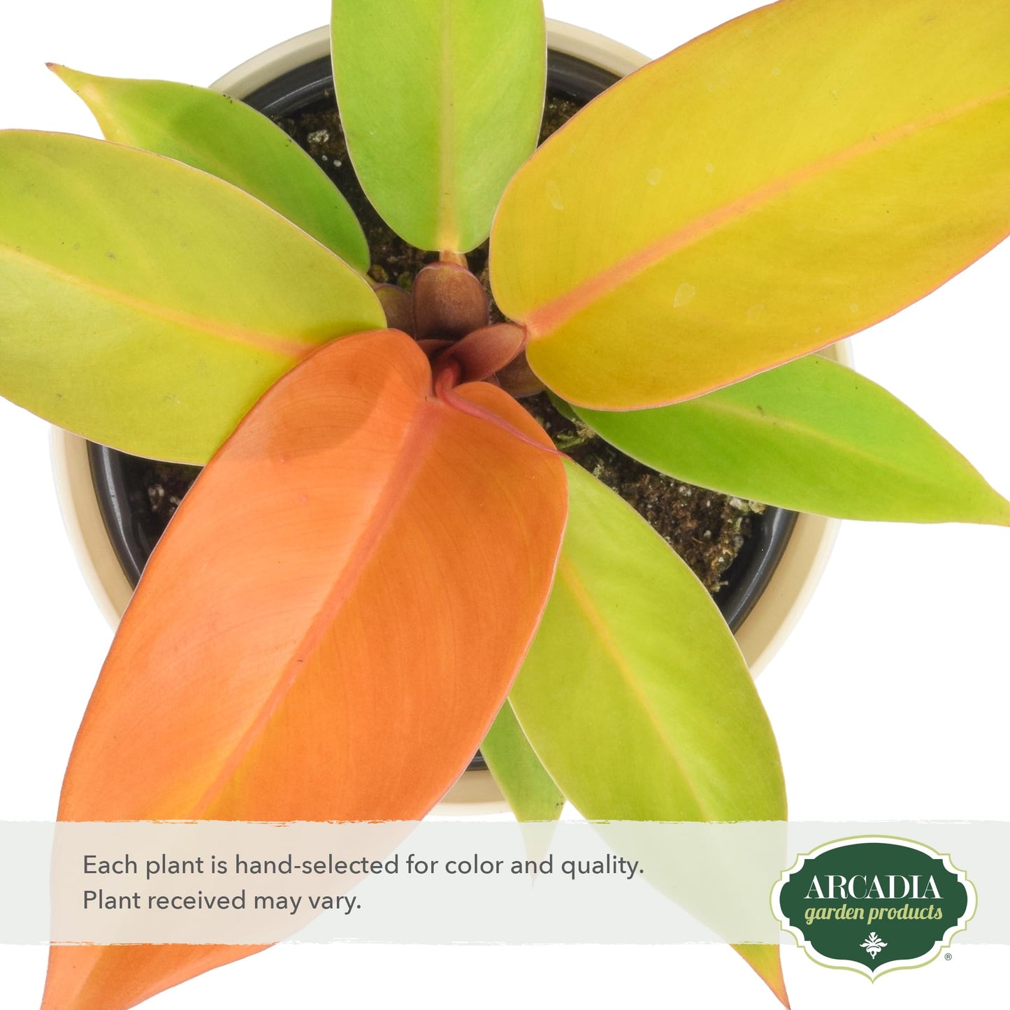 Arcadia Garden Products Live Prince of Orange Philodendron Rare Indoor Houseplant in Plastic Pot, Tropical Plant Collector Gift for Home and Garden Decor, 4-inch, Beige