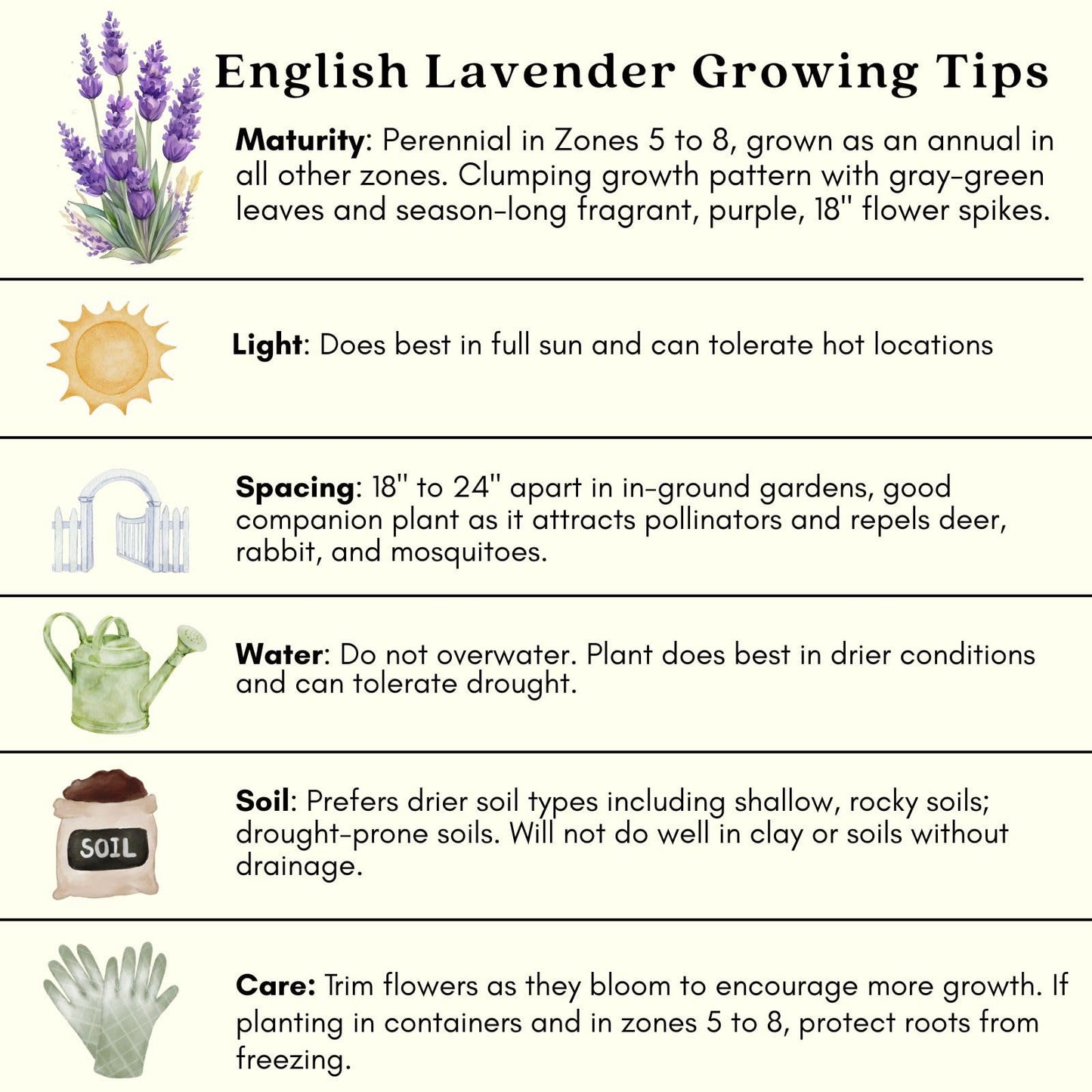Clovers Garden English Lavender (Lavandula) Hidcote Blue Plants – Two (2) Live Plants – Non-GMO - Not Seeds - Each 4" to 8" Tall – in 4" Inch Pots - Compact Growth