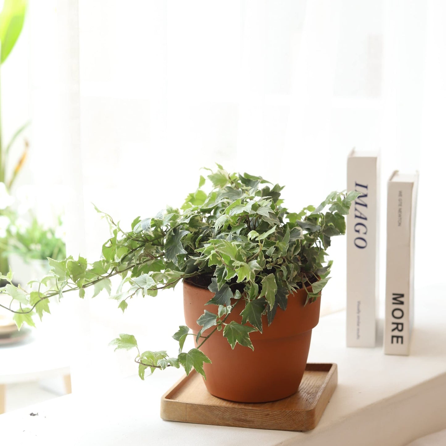 Golden English Ivy (4" Grower Pot) - Healthy Houseplant - Easy Care Indoor Houseplant