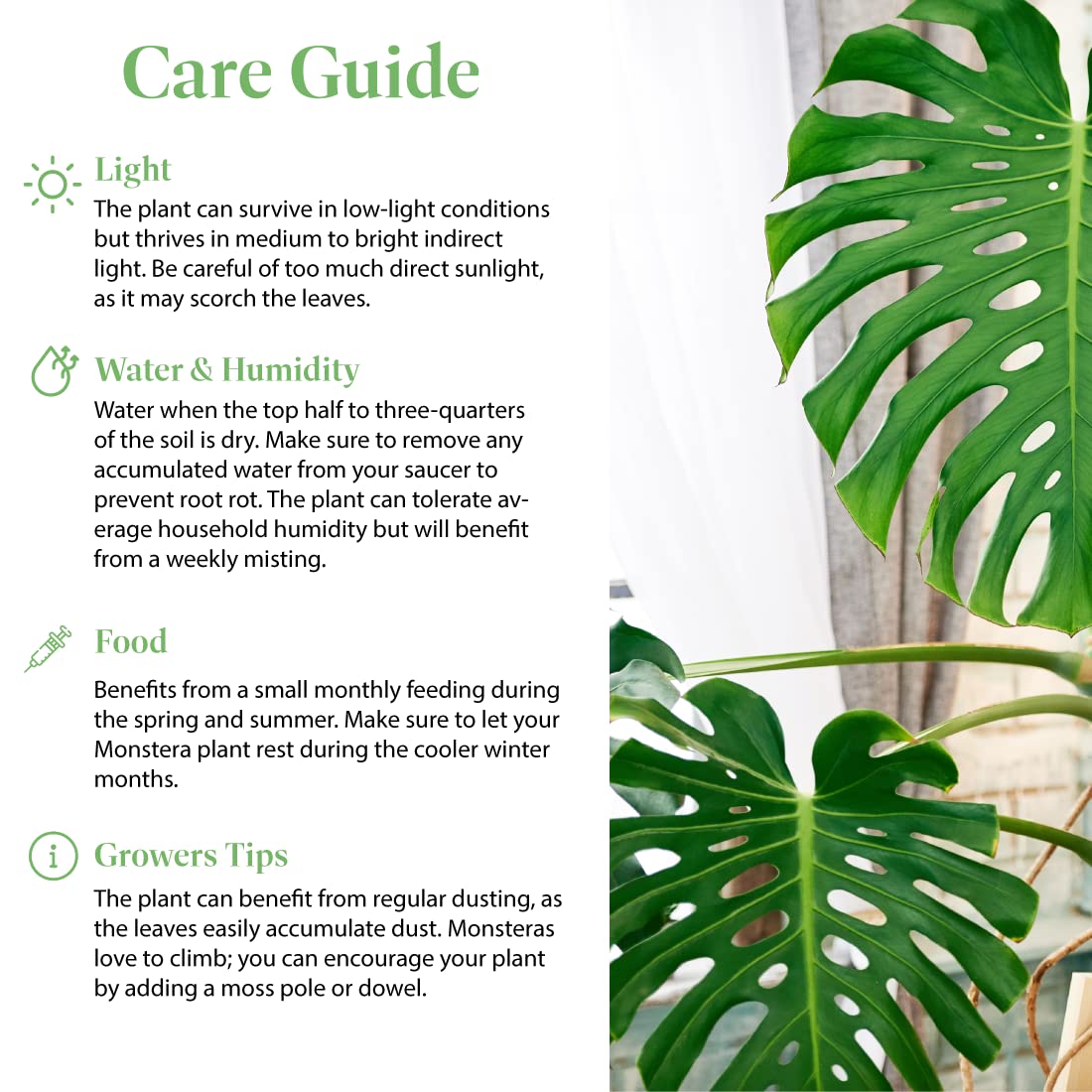 American Plant Exchange Philodendron Monstera – 10-Inch Pot – Live Split-Leaf Tropical Houseplant, Easy Care Indoor Plant for Home, Office, & Jungle-Inspired Décor