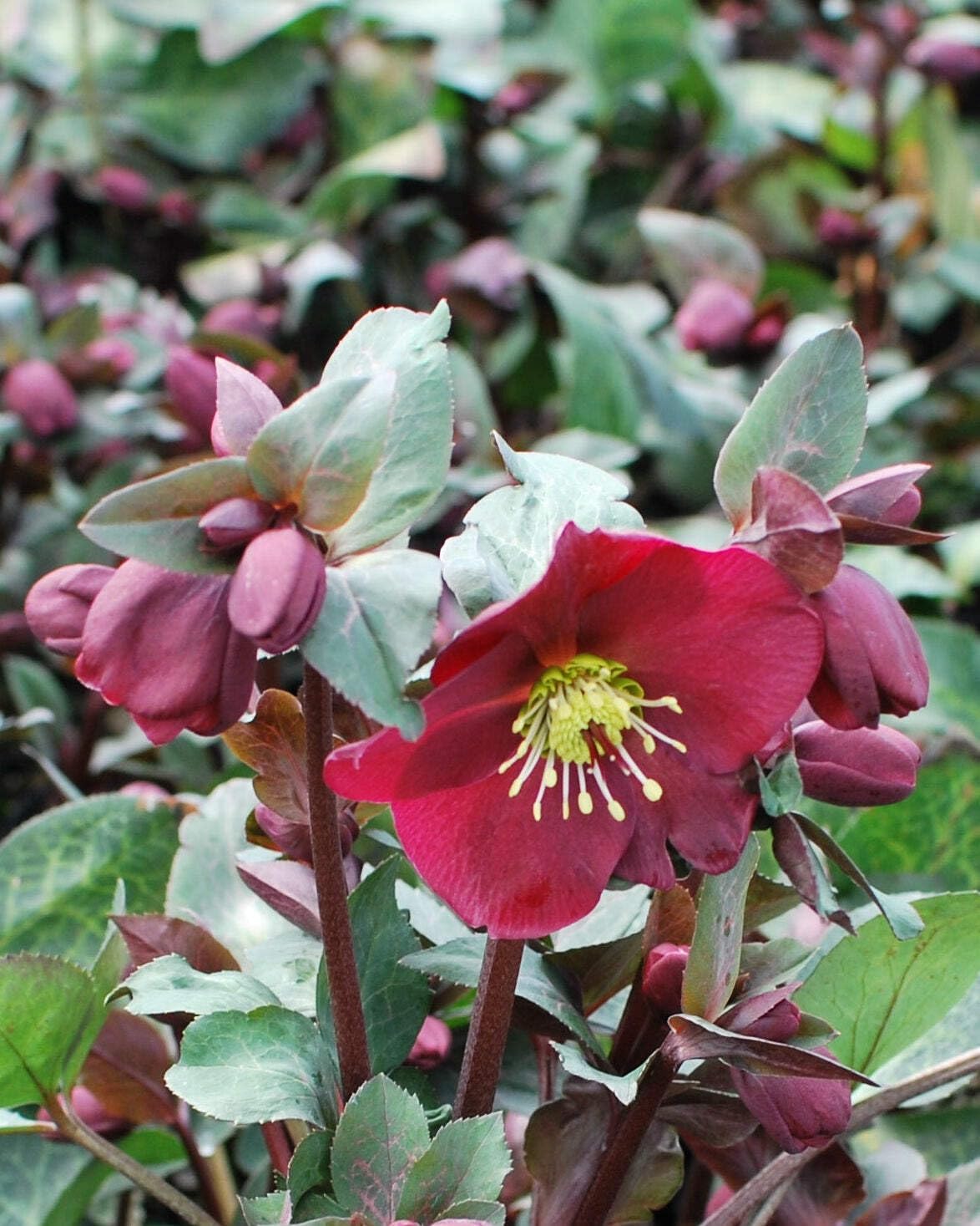 Perennial Farm Marketplace Helleborus x Frostkiss® ‘Anna’s Red’ (Lenten Rose) Perennial, Size-#1 Container, Red Blooms Late Winter to Spring, Deer Resistant