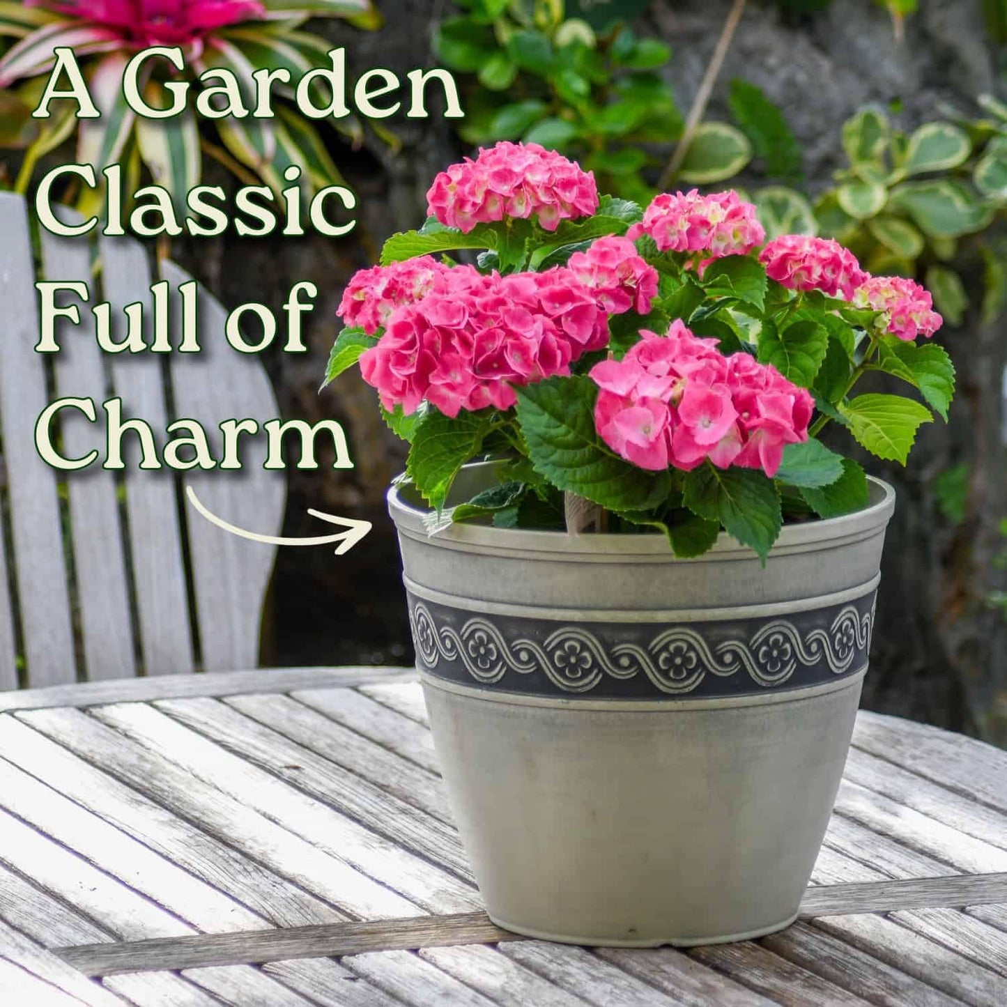 Live Plant Hydrangea Pink Merritt Supreme - Tropical Plants of Florida - 20 inch to 24 inch Overall Height (Plant Only)