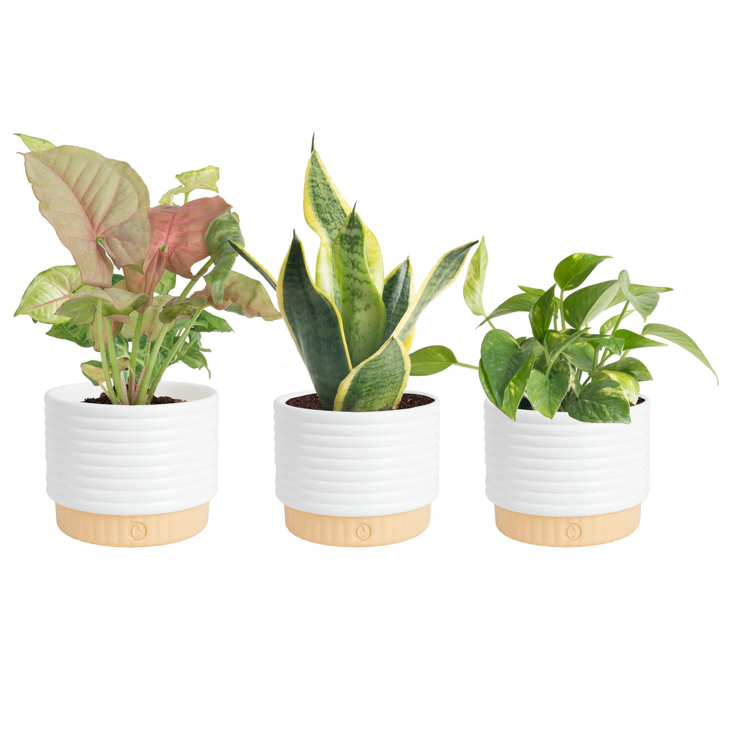 Costa Farms Live Indoor House Plants (3-Pack), Hand Selected Easy to Maintain Indoor Assorted Houseplants in Plant Pots, Curated Air Purifying Mix, Low Light, Home Office Decor Plant Gift