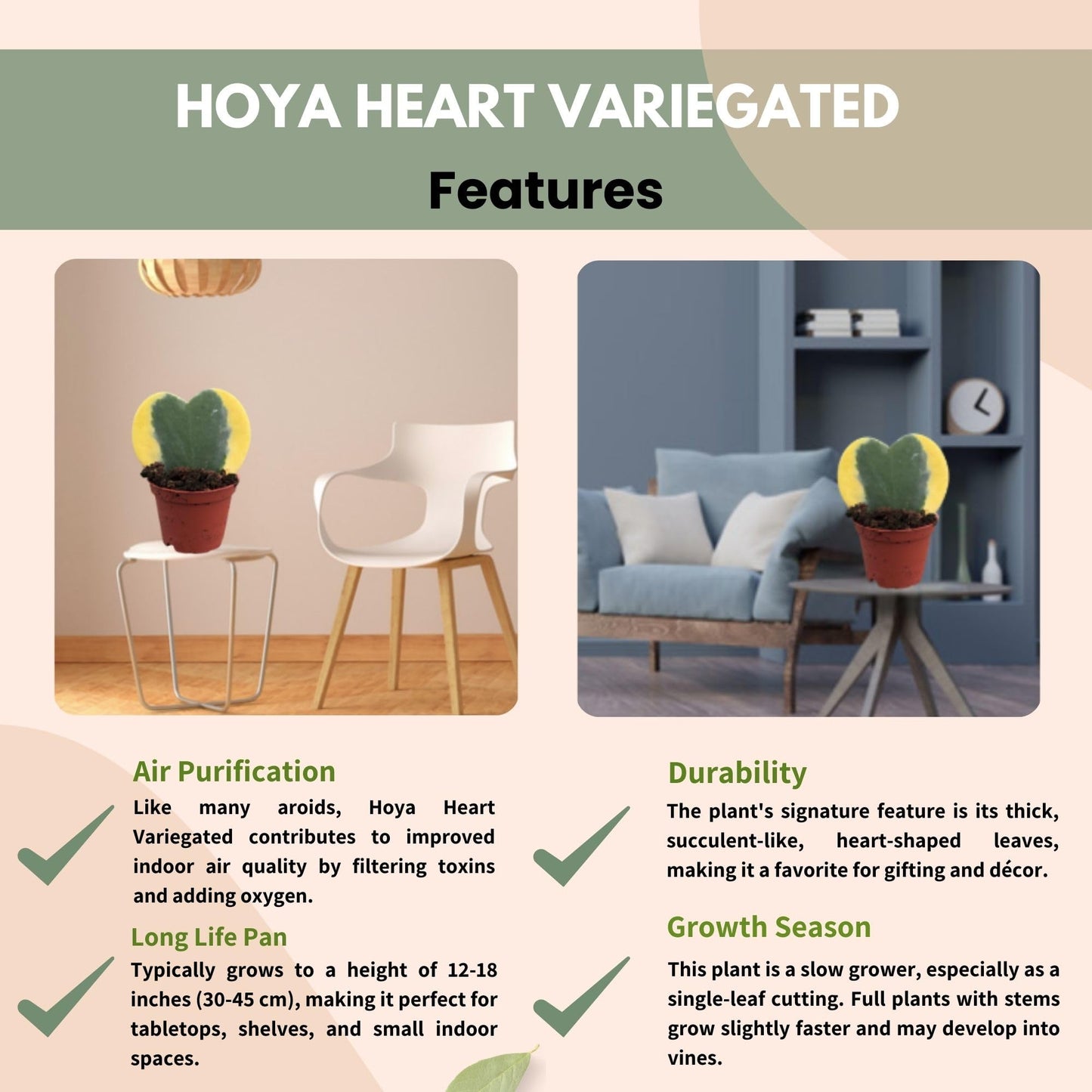 Hoya Heart Variegated Kerri Live Plant in 2-Inch Pot - Rare Heart Succulent, Easy to Care Air-Purifying Houseplant for Home, Office, Wedding Décor, and Birthday Gifts (Heat Pack Included)