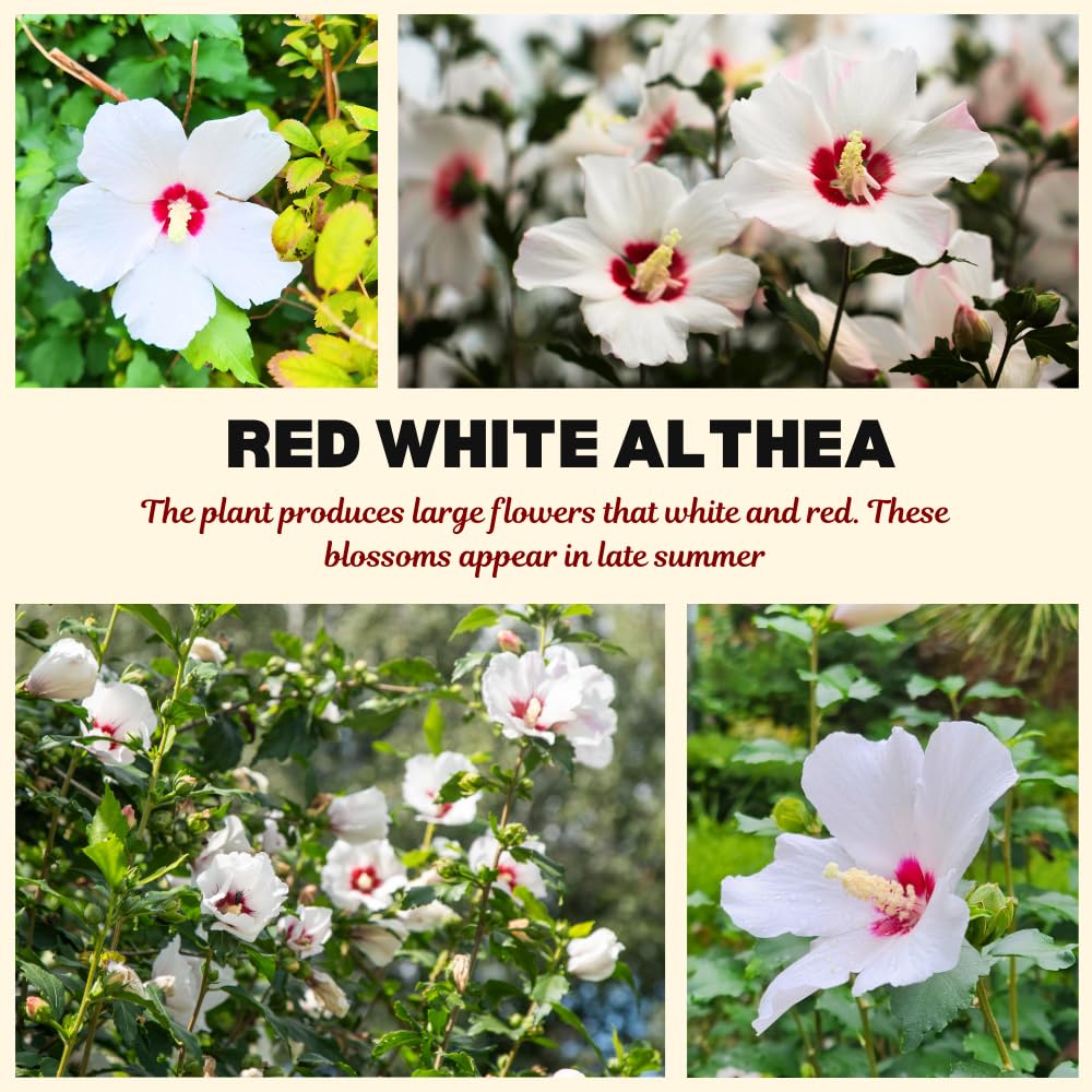 Rose of Sharon Plants Live, Full Rooted from 1.5 to 2.5 Feet Tall, Red White Althea Rose of Sharon Plant, Vibrant Flowers for Summer Color