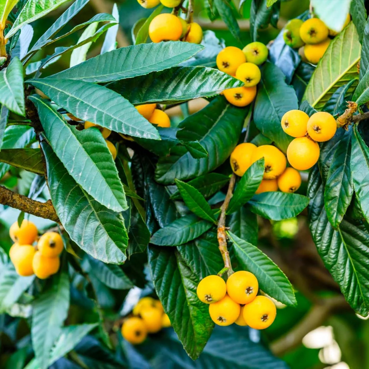Loquat Tree Live Plant, 5 to 9 Inc in Height, Golden Loquat Plant Live, Cold Hardy Fruit Tropical Plant Home Orchard