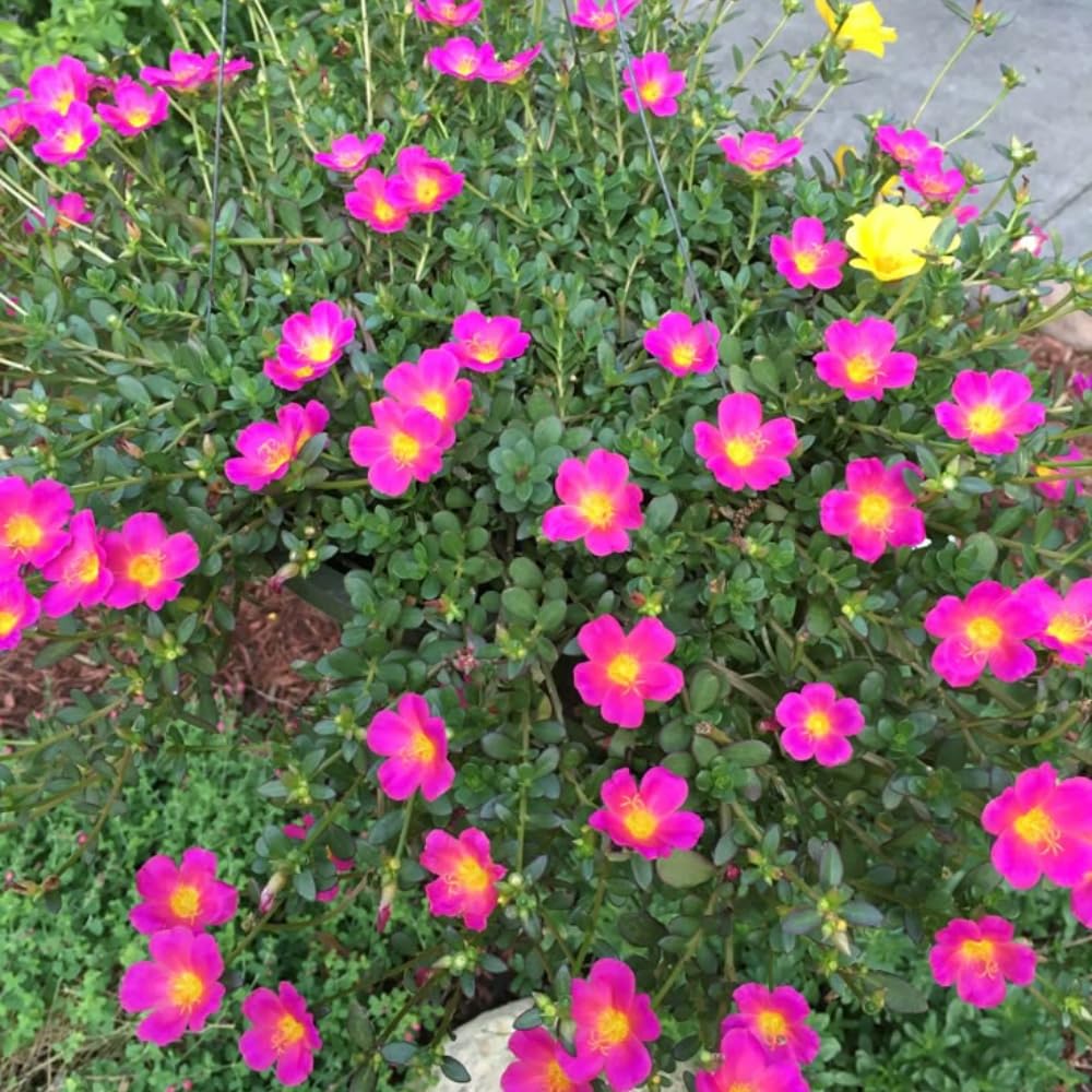 4 Deep Pink Moss Rose Plants Live, Portulaca Ground Cover Flowers, 4-6 Inch Tall Plants for Garden or Containers