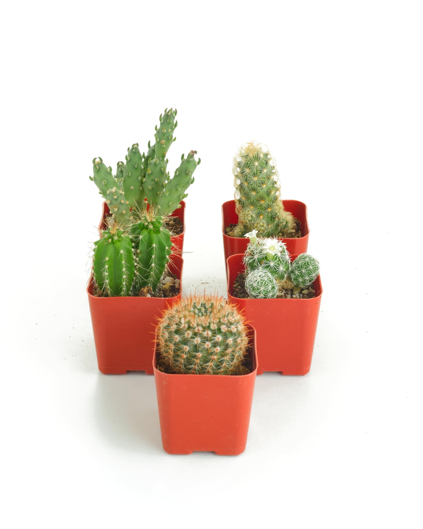 Shop Succulents | Can't Touch This Collection | Assortment of Hand Selected, Fully Rooted Live Indoor Cacti Plants, 5-Pack