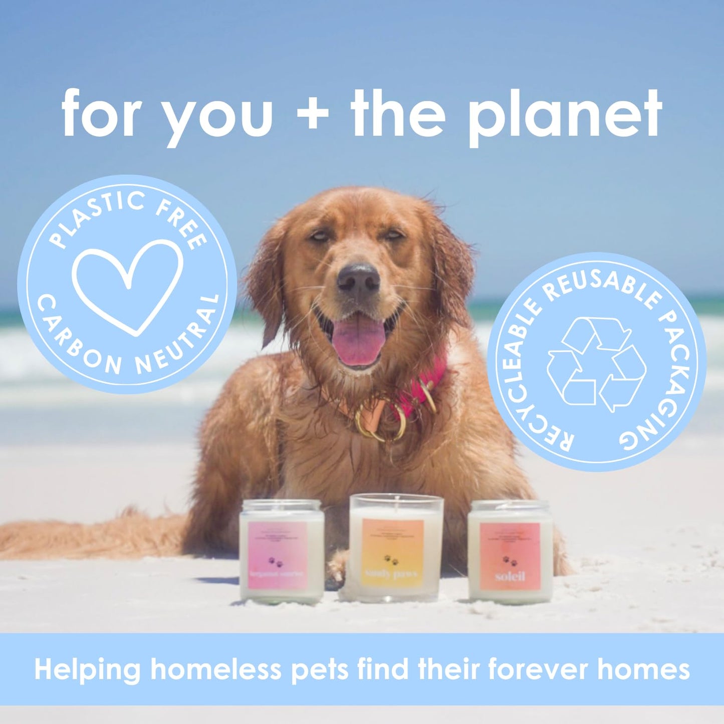 Pet Safe Candle for Dogs | Non Toxic Coconut Apricot Wax Candle | Clean Burning, Paraffin-Free | Pet Odor Eliminating Home Fragrance | Pumpkin Spice | 4 oz