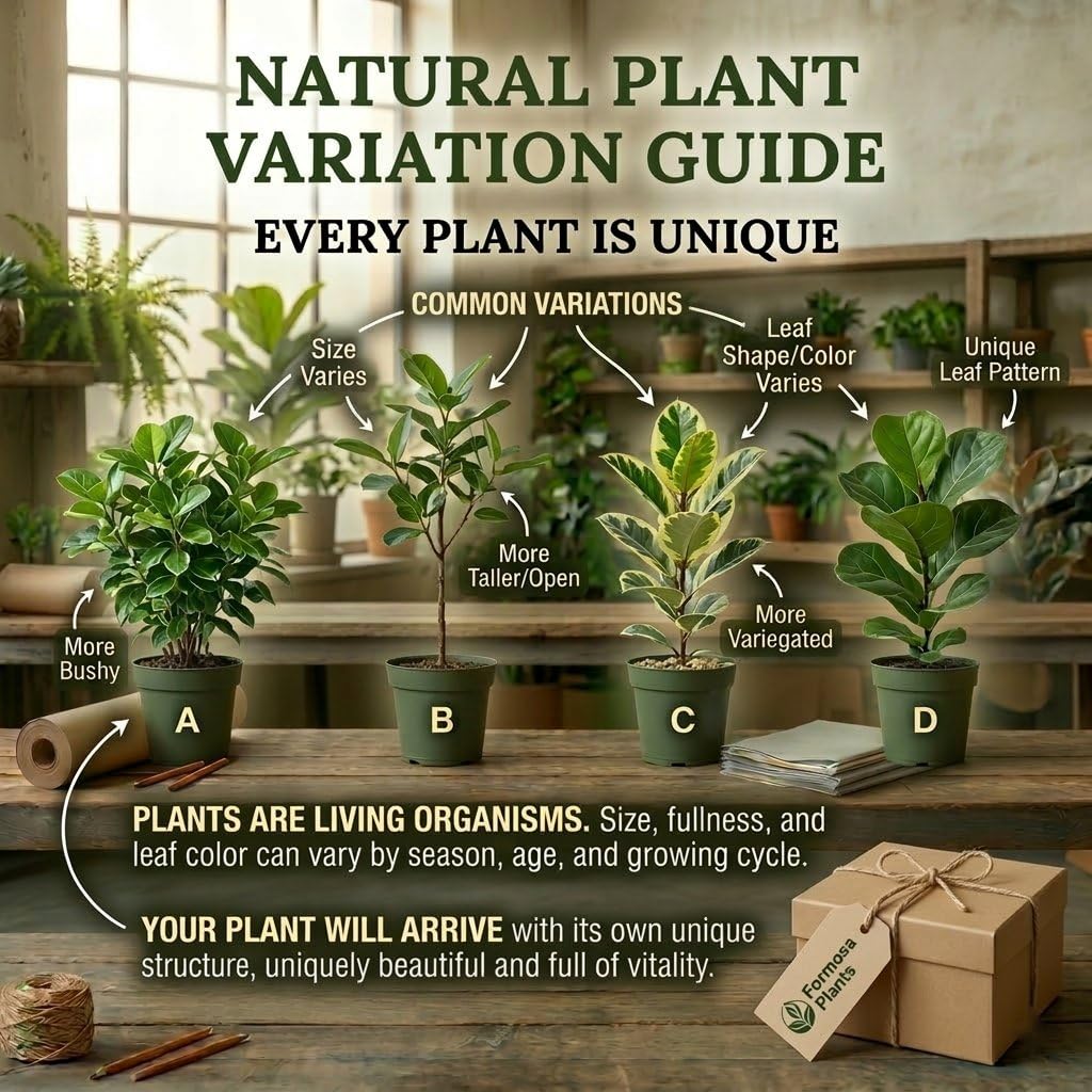 Philodendron Micans - 1 Live Plant in a 2 Inch Pot - Velvety Heart-Leaf Trailing Vine, Easy Care Tropical Indoor Houseplant - Philodendron hederaceum 'Micans'
