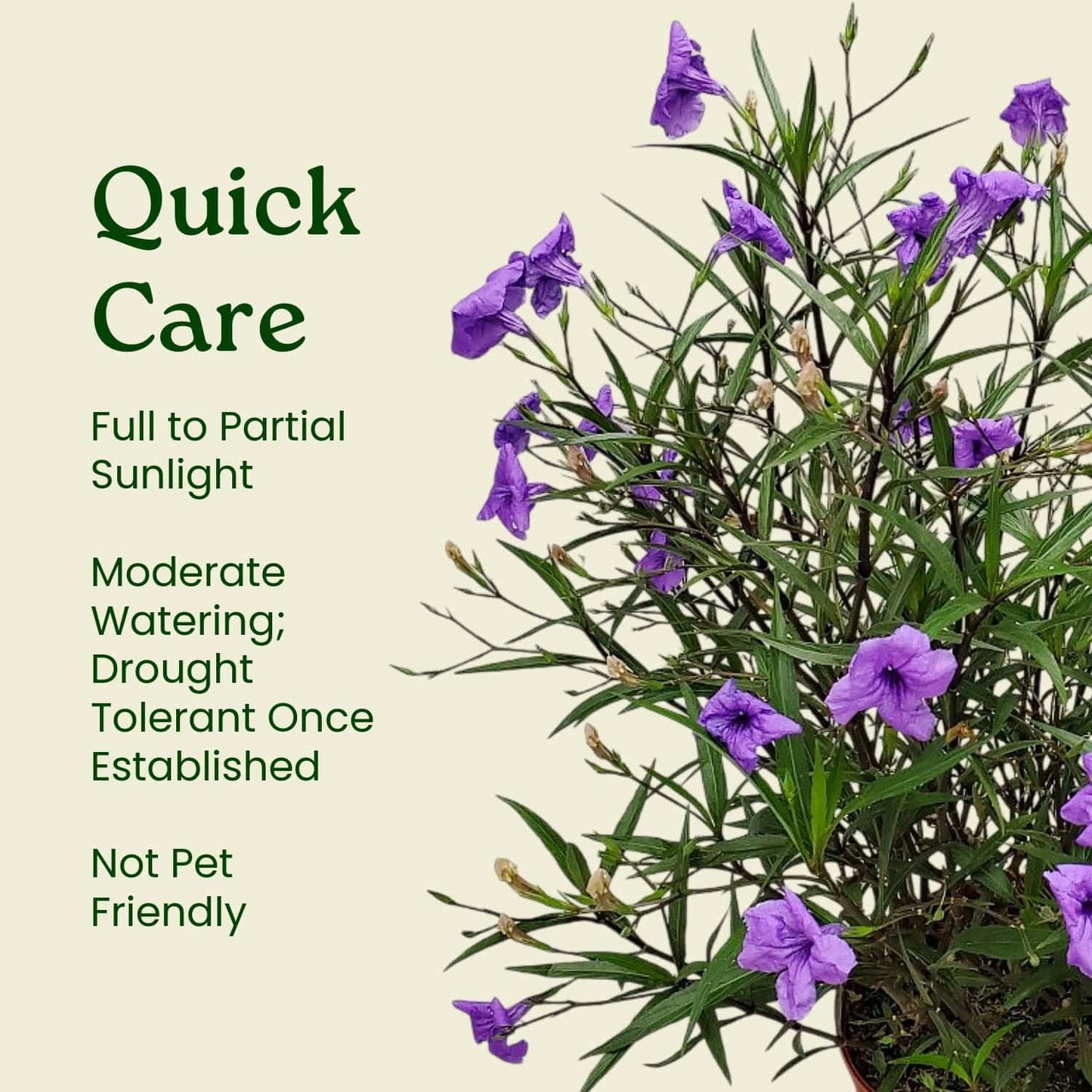 Tropical Plants of Florida Purple Ruellia Live Plant - 3 Gallon 26 to 34 Inch Tall Flowering Shrub Outdoor Garden Border Hedge Plant