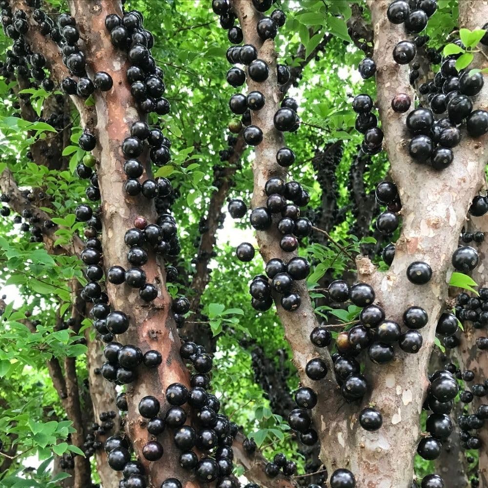 Black Jaboticaba Tree Live Plant 2-3" Tall, Grape Jaboticaba Trees 3 Gallon Pot, Hardy Jabuticaba Tree for Indoor or Outdoor Growing, No Ship to CA