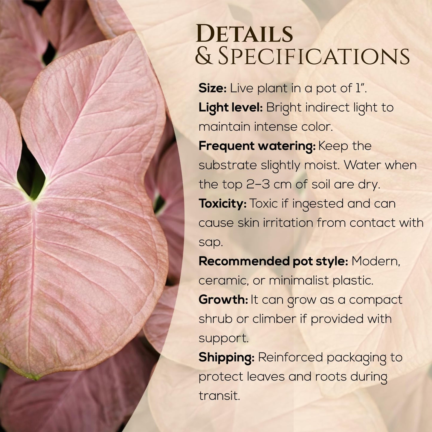 Syngonium Plant Collection (4 Pack) Live Starter Plants, Batik, Holly M, Milk Confetti, Neon Robusta, Rare Indoor Houseplants, Easy Care Arrowhead Vine Plants Live
