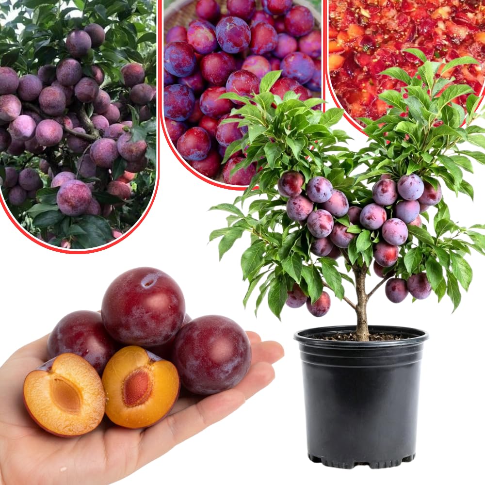 Red Plum Tree 2-3 Feet Tall, Hardy Plum Fruit Tree for Planting, Early Bearing Variety, Bareroot Dormant
