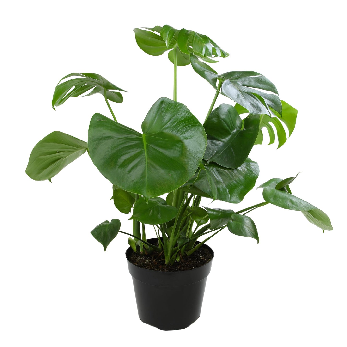 Monstera Deliciosa Live Plant (Approx. 2 ft Tall) in 8IN Grower Pot, Air Purifying Plants Indoor Plants Live Houseplants, Monstera Plant Live Plants Indoor House Plants by Plants for Pets