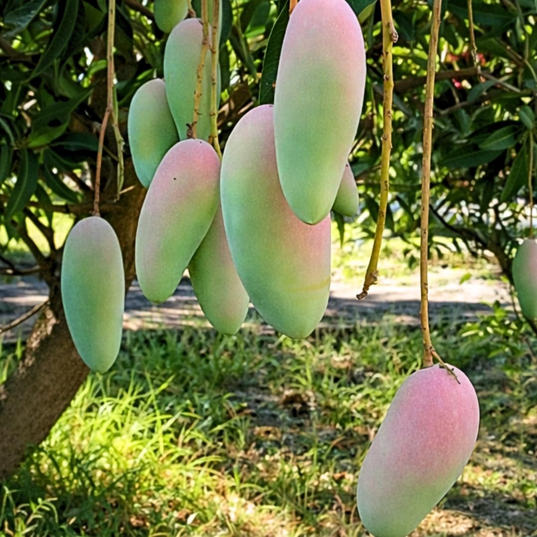 Live Maha Chanok Mango Tree Plant, Grafted Mango Tree, Sweet Fruit Live Plant, 2-3 Feet Tall in 3 Gallon Pot for Planting, No Ship to CA