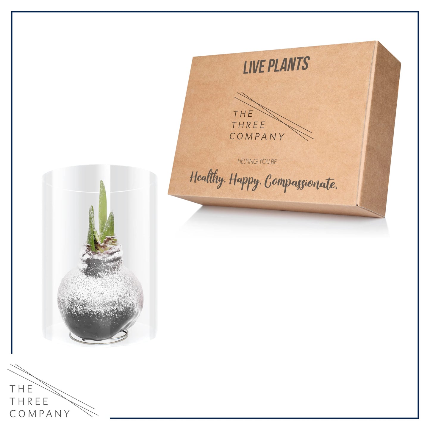 Snow Flecked Waxed Amaryllis Bulb – Silver Wax with Red Blooms – Live Holiday Gift Plant, Easy Care, No Watering Needed
