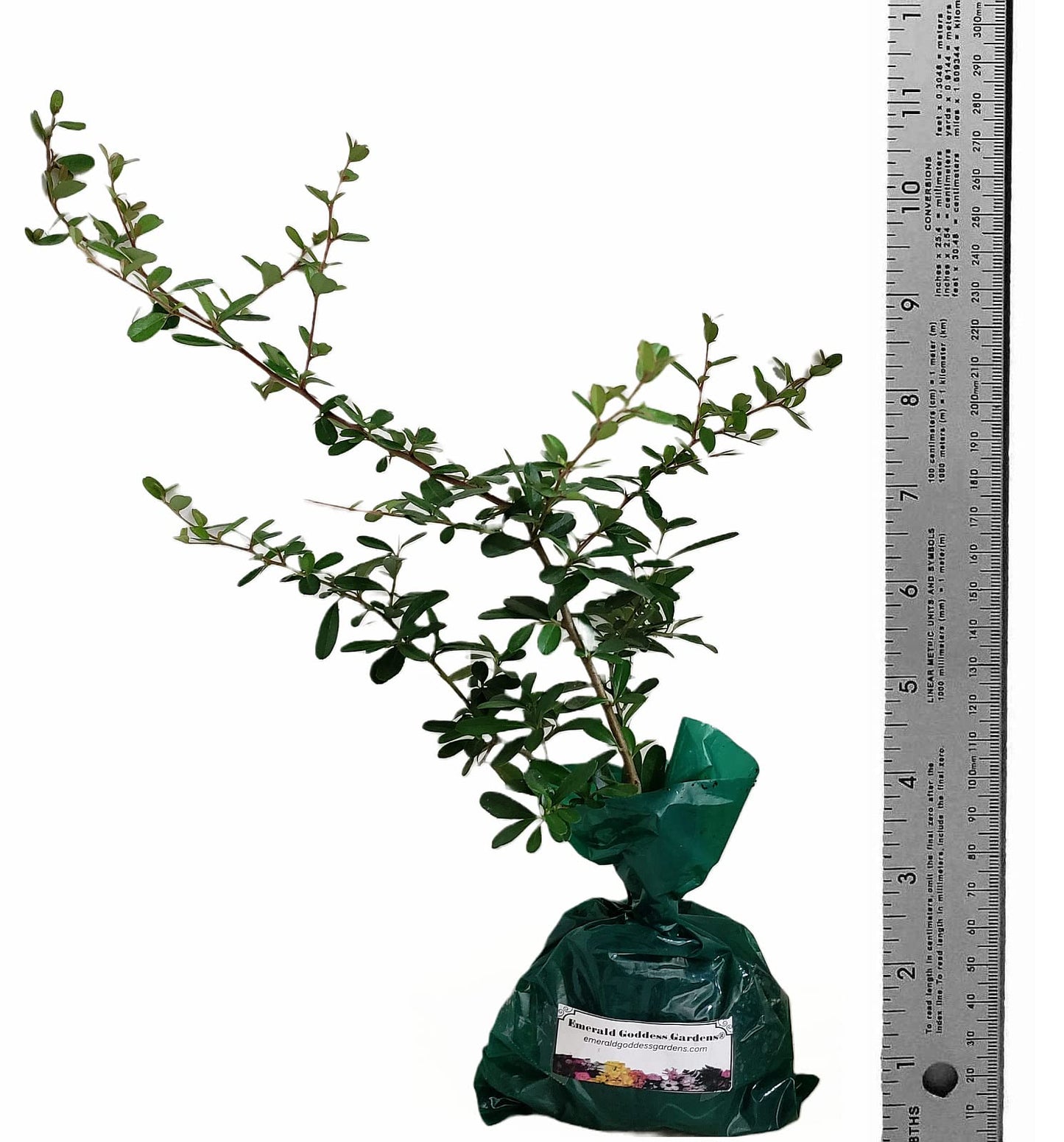 Scarlet Firethorn - Pyracantha coccinea - Live Shrub Plant - Red Berry White Flower - Emerald Goddess Gardens - Starter Sz 4 Inch Pot