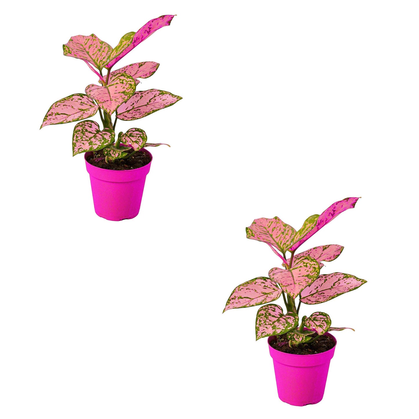 2 Pack Chinese Evergreen 'Lady Valentine' in 2in Pot - Live Plants Tropical Houseplants | Variegated | USA Growers | The Snobby Leaf