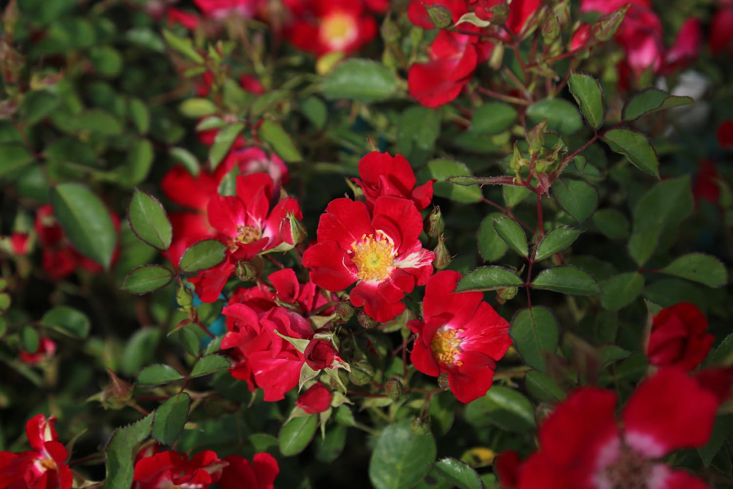 Heirloom Roses Rose Bush - Red Meidiland® Red Lightly Fragrant Landscape Live Plants for Outdoor Garden