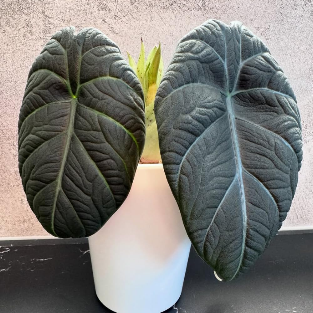 Alocasia Live Plant, Tropical Plant for Gift or Home Office Decor, Air Purifying, Rare Alocasia Plant Indoor from 2 to 4 Inches Tall (Grey Green)