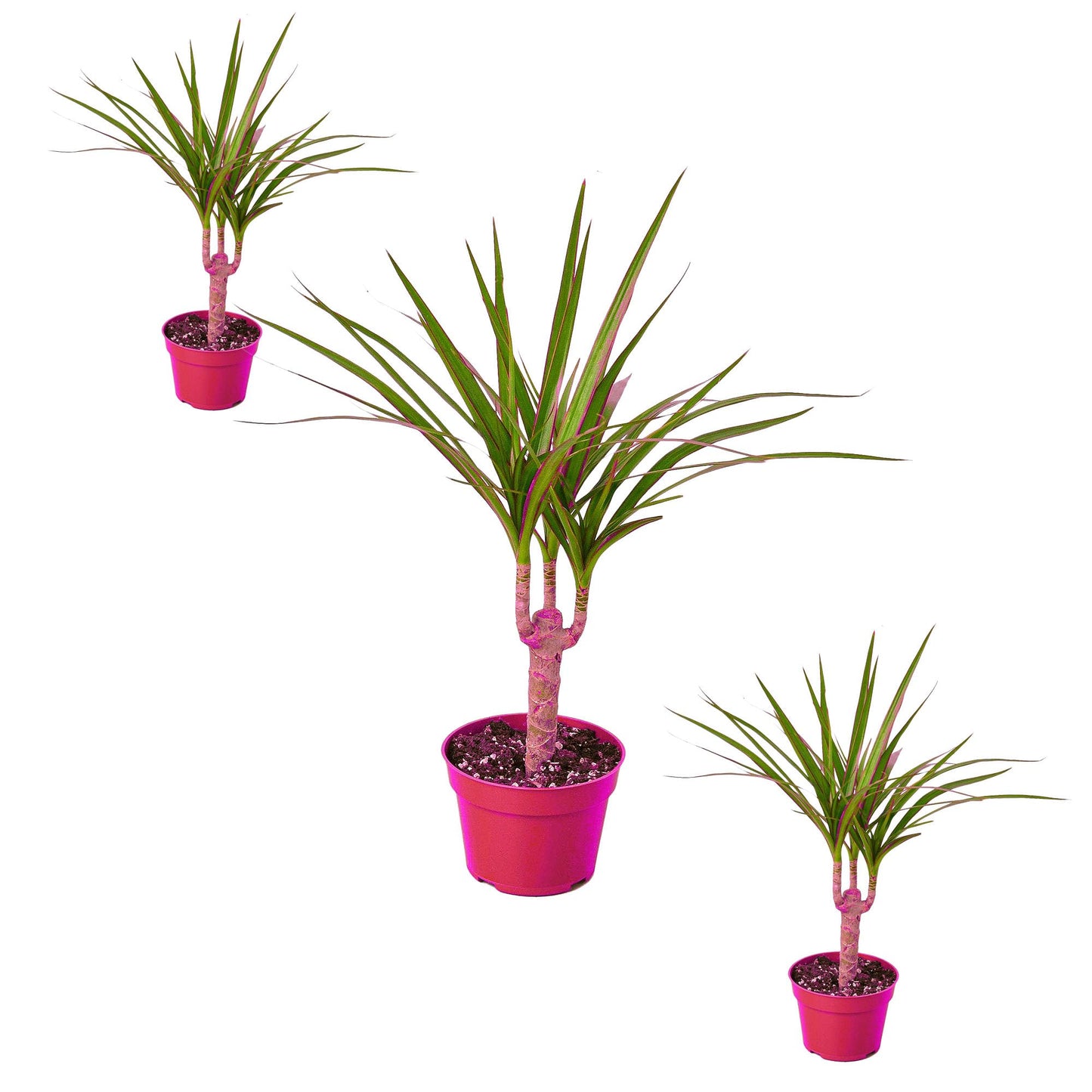 3 Pack Dracaena Marginata Cane in 4in Pot - Live Plants Tropical Houseplants | Variegated | USA Growers | The Snobby Leaf
