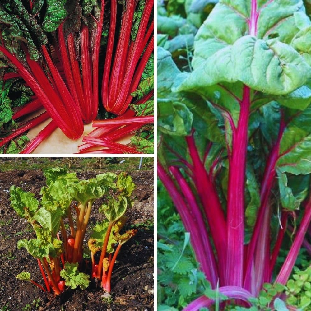 Red Rhubarb Plant for Planting, Rhubarb Bare Roots, 4 to 6 Inc in Height, Perennial Vegetable Plant, Zone 3 to 8