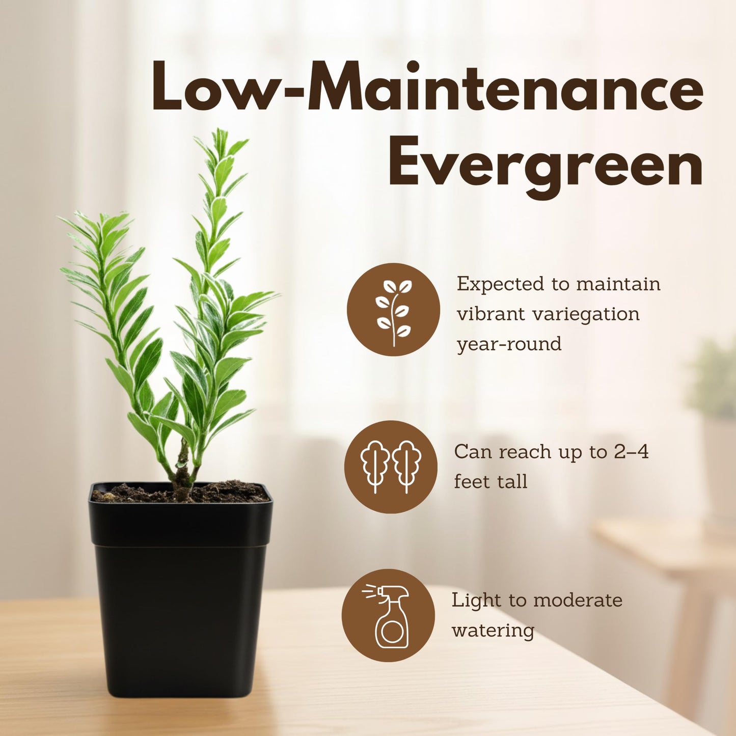 Variegated Boxwood Bonsai Starter Plant, Live Buxus Evergreen Shrub, Container Patio Accent Garden Plant 2 Inch Pot (1)