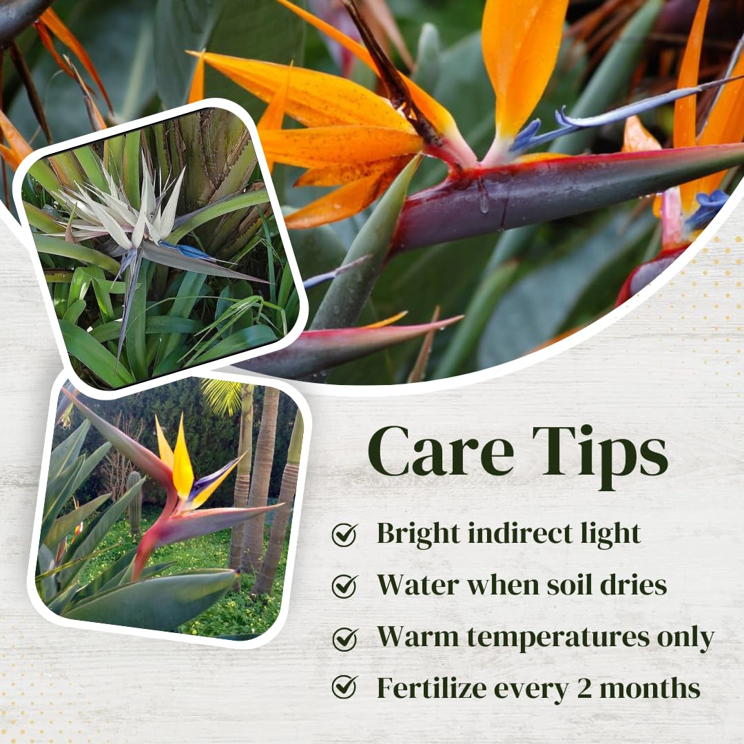 Bird of Paradise Plants Live (4-Pack), Strelitzia Plants with Perennial Orange (2) and White (2) Flowers, Indoor/Outdoor Plants, Exotic Tropical Decor, Not Artificial, 6-10" Height. 2" Pot.
